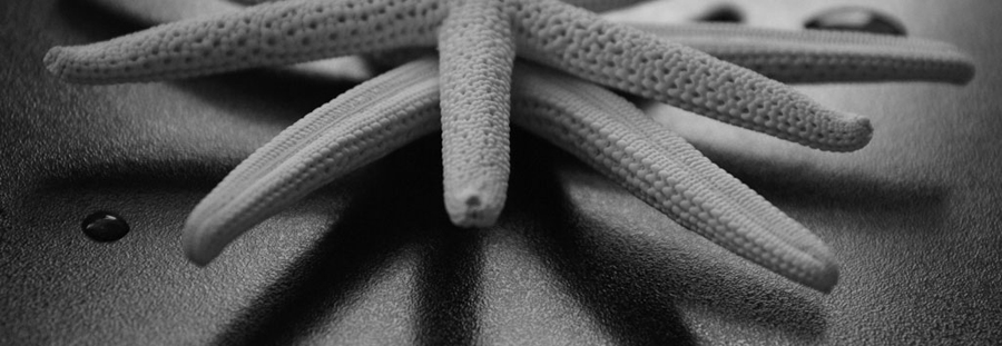 Fotografie von evilfishtank für DesignCrowd (Community Contests) | Design #9021308