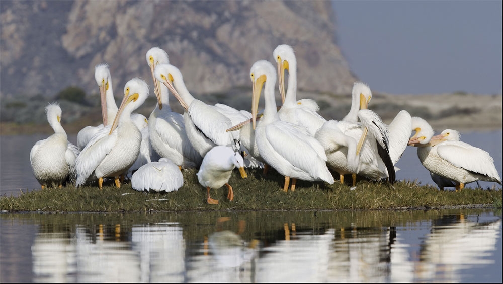 Design Photoshop par underworth pour DesignCrowd (Community Contests) | Design #9021306