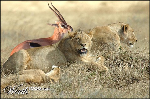 Photoshop Design by evilfishtank