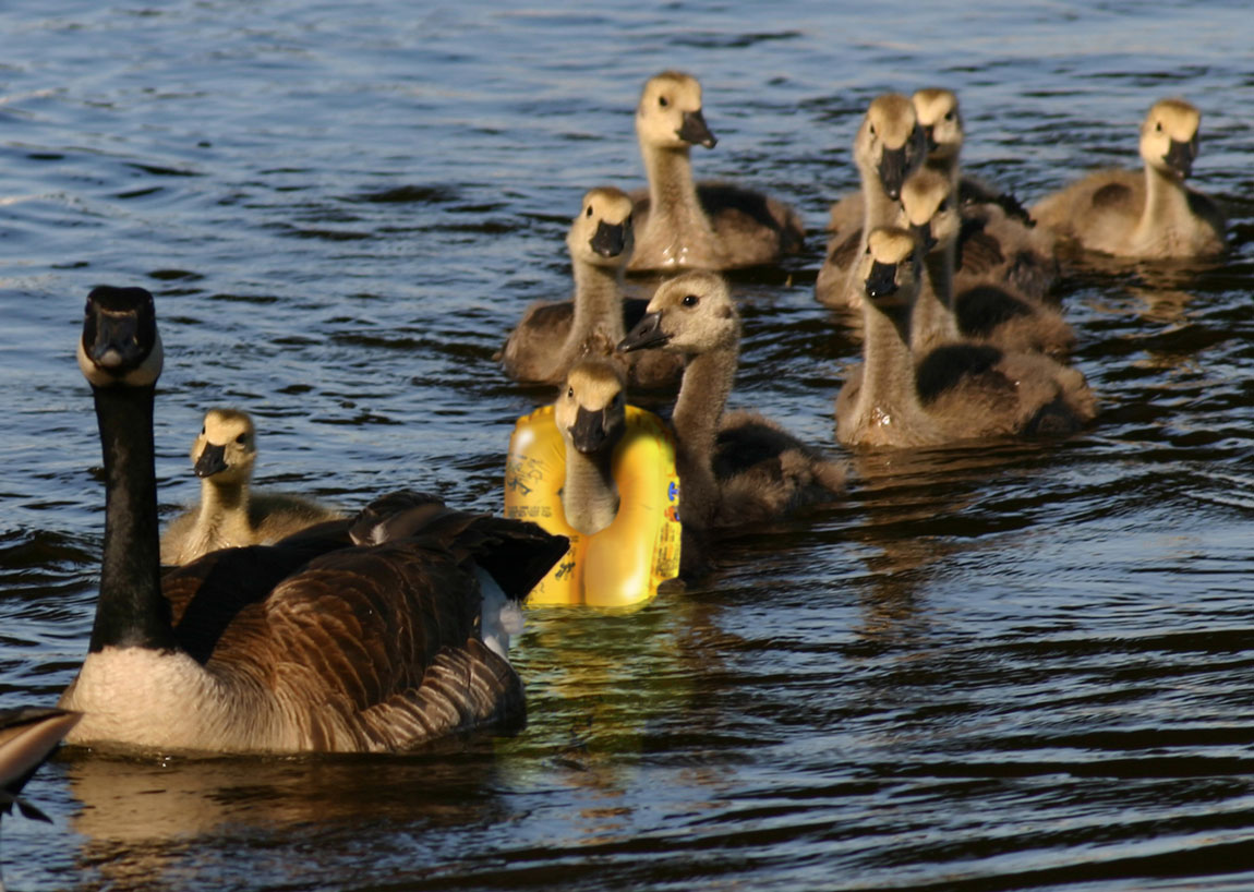 Design Photoshop par dubhhole pour DesignCrowd (Community Contests) | Design #9021364