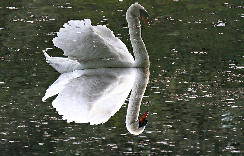 Photography by torkio for DesignCrowd (Community Contests) | Design #9024112