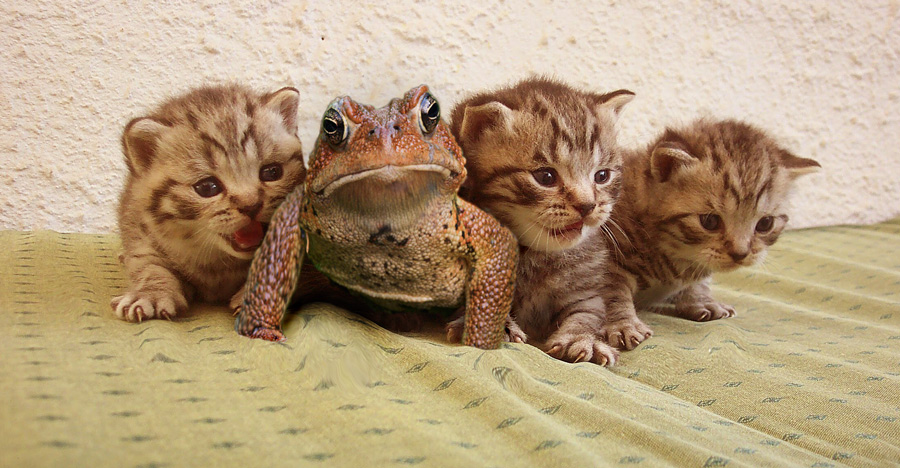 Photoshop Design by rblack for DesignCrowd (Community Contests) | Design #9021401