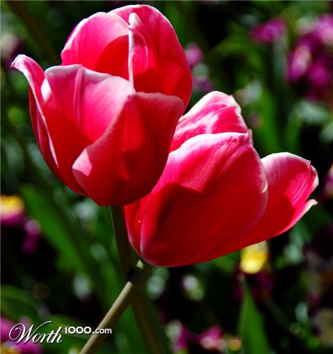 Photography by gymp93