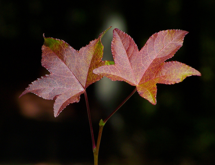 Photography by pixel8r for DesignCrowd (Community Contests) | Design #9022781