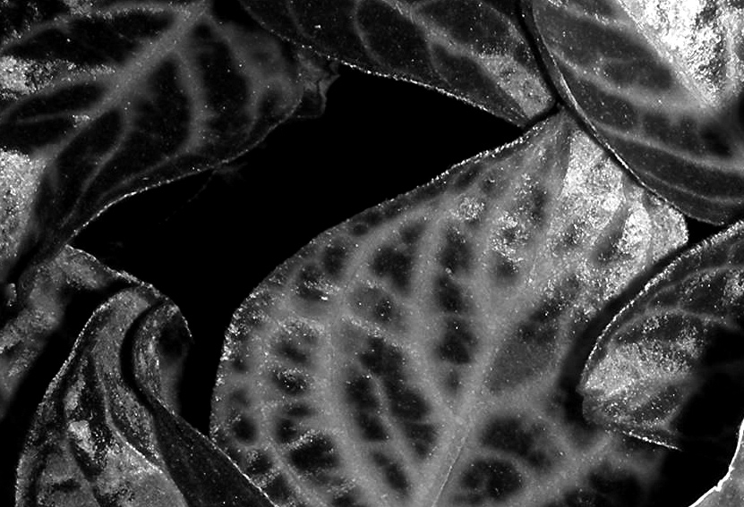 Photography by vabs100 for DesignCrowd (Community Contests) | Design #9021291
