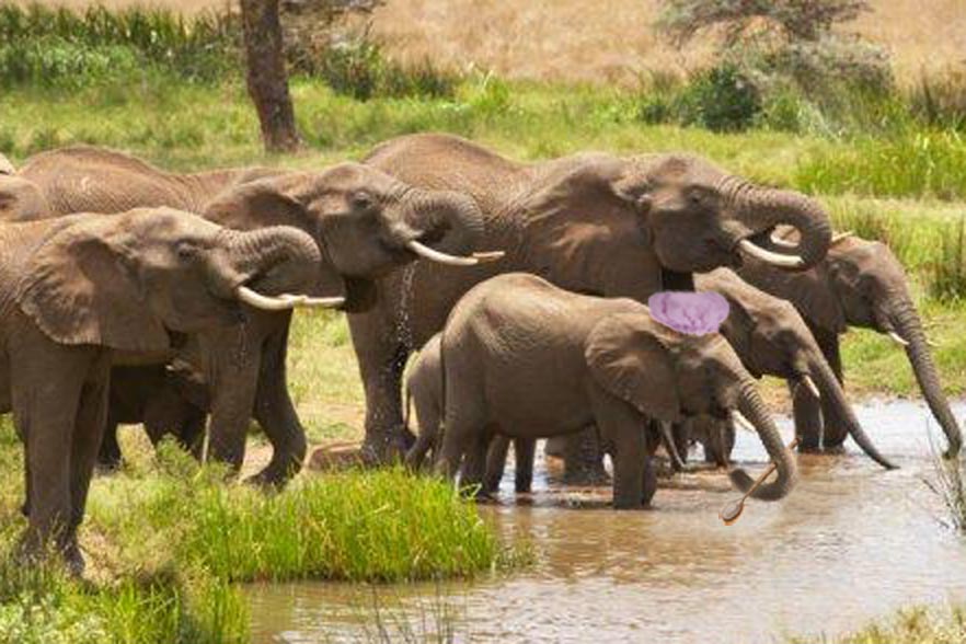 Photoshop Design by scratattack5 for DesignCrowd (Community Contests) | Design #9021458