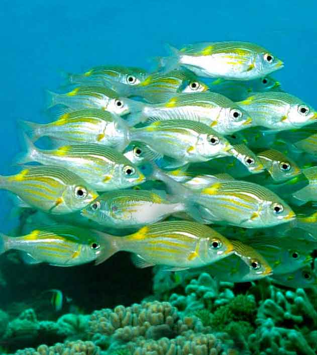 Photoshop Design by bennyandthemets for DesignCrowd (Community Contests) | Design #9021502