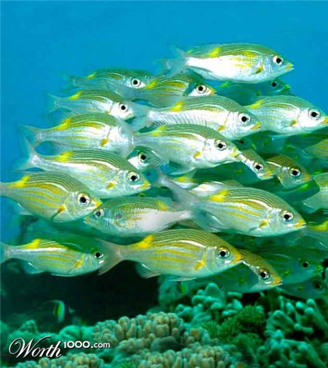 Photoshop Design by bennyandthemets