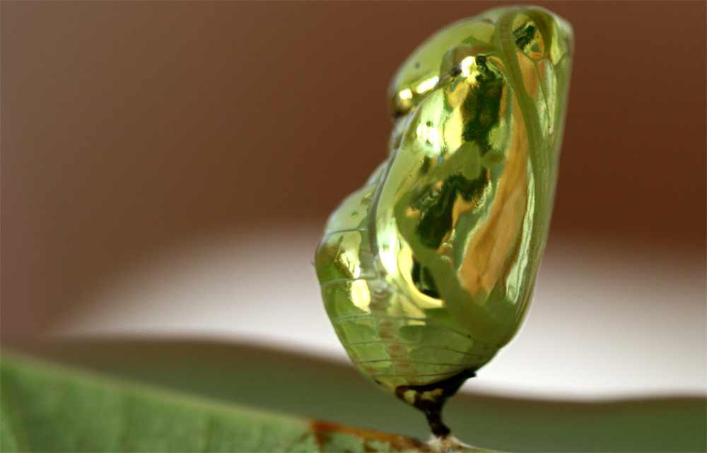 Fotografía por jayjay007 para DesignCrowd (Community Contests) | Diseño #9024171