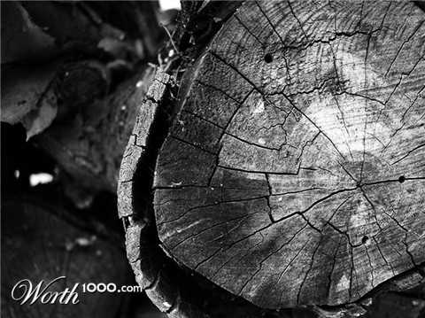 Photography by westsidecreations