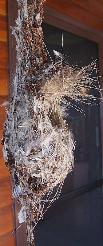 Fotografie von EyEars für DesignCrowd (Community Contests) | Design #9018194