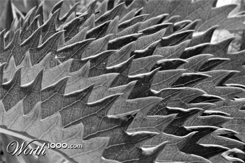 Photography by splong