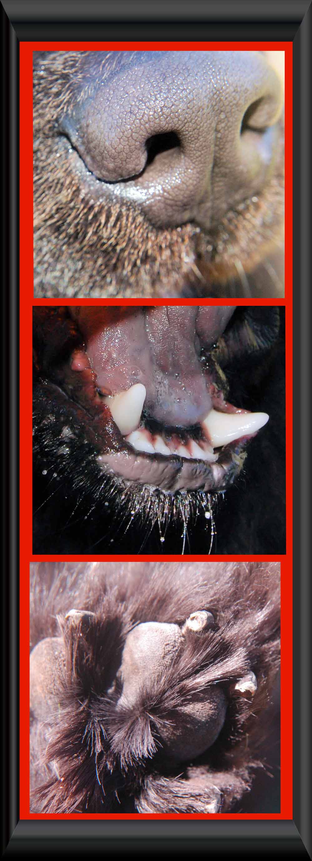 Photography by alwaysbeencreative for DesignCrowd (Community Contests) | Design #9026813