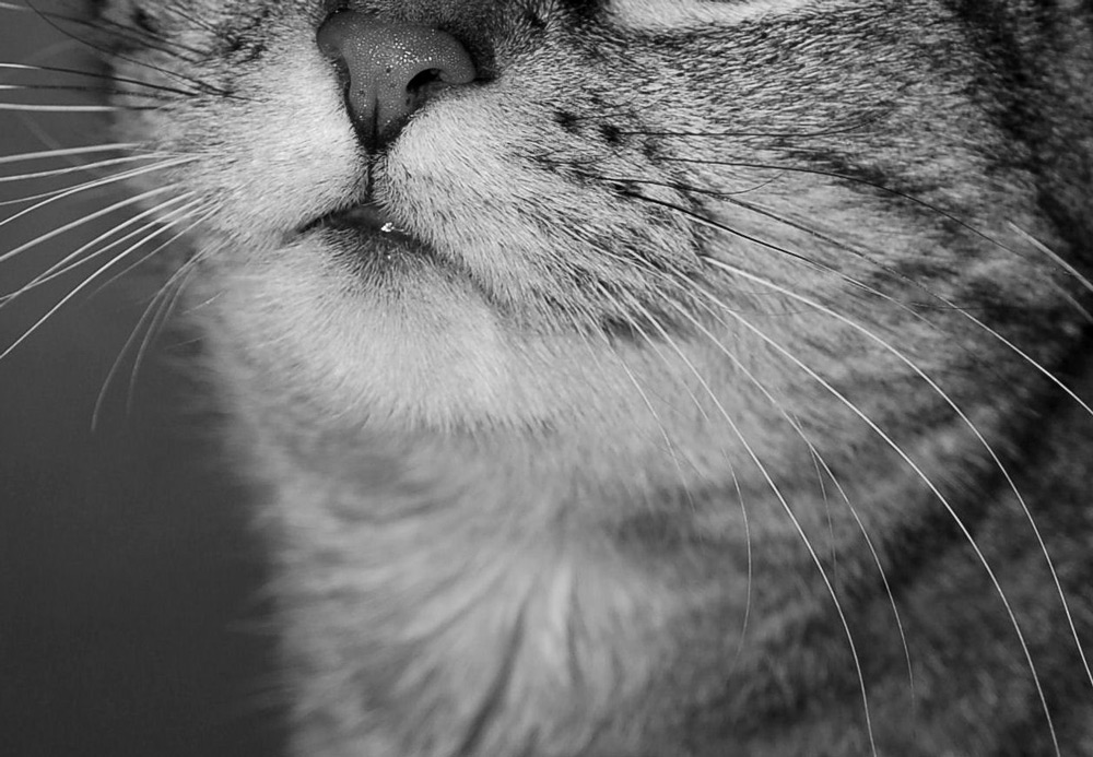 Photography by alwaysbeencreative for DesignCrowd (Community Contests) | Design #9021377