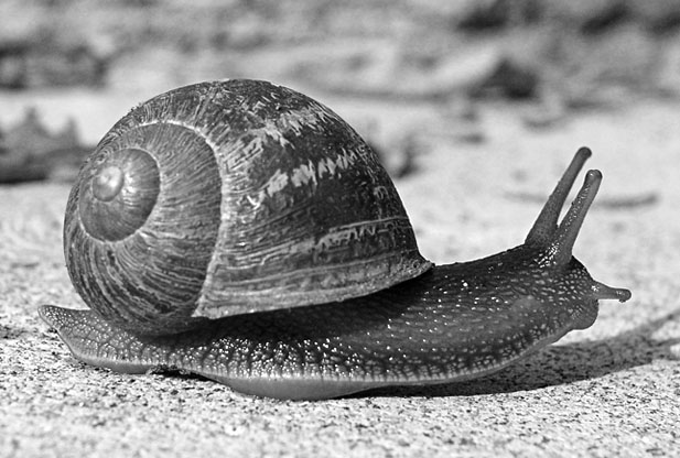 Photographie par BearQT pour DesignCrowd (Community Contests) | Design #9021514