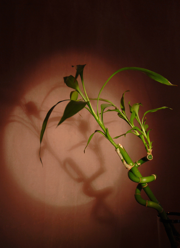 Fotografie von GinniFlanders für DesignCrowd (Community Contests) | Design #9022812