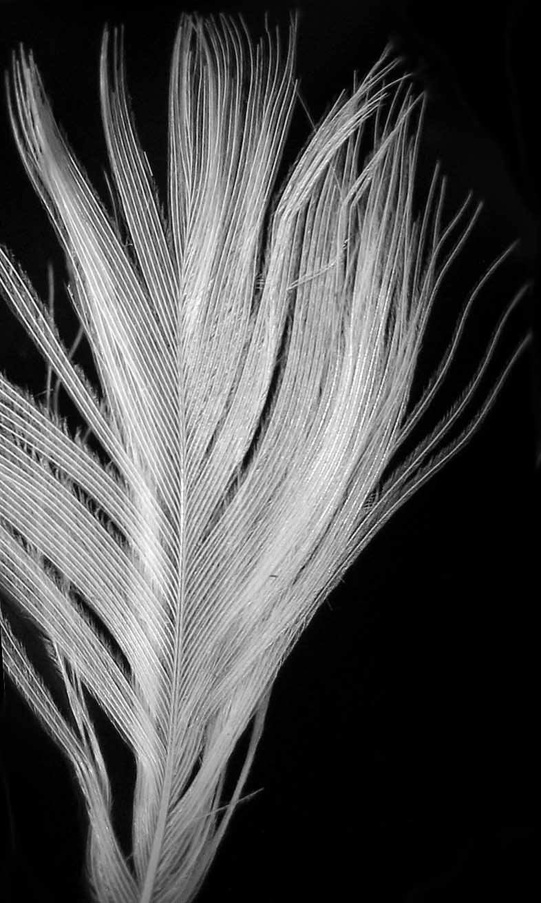 Photographie par poisonyvy pour DesignCrowd (Community Contests) | Design #9021584