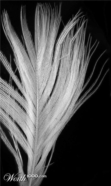 Photography by poisonyvy