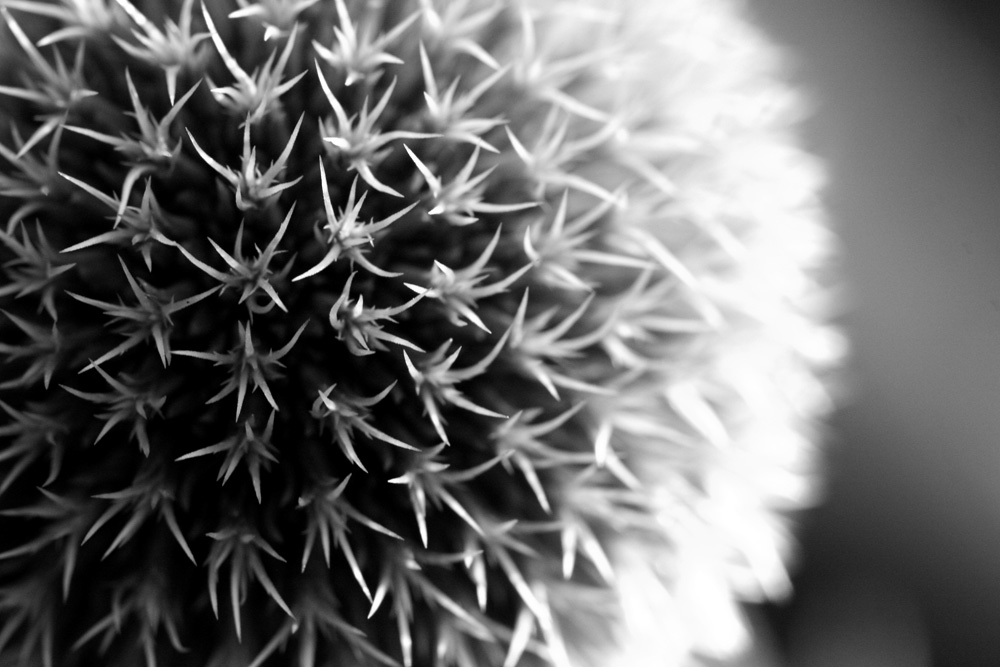 Fotografía por jayjay007 para DesignCrowd (Community Contests) | Diseño #9021495