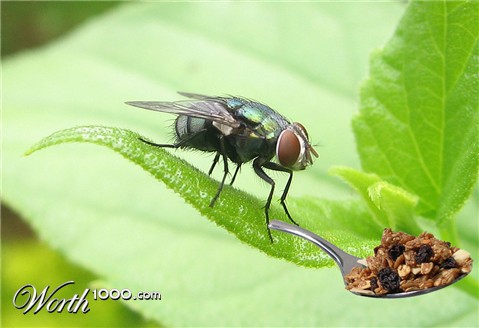 Photoshop Design by nedradio