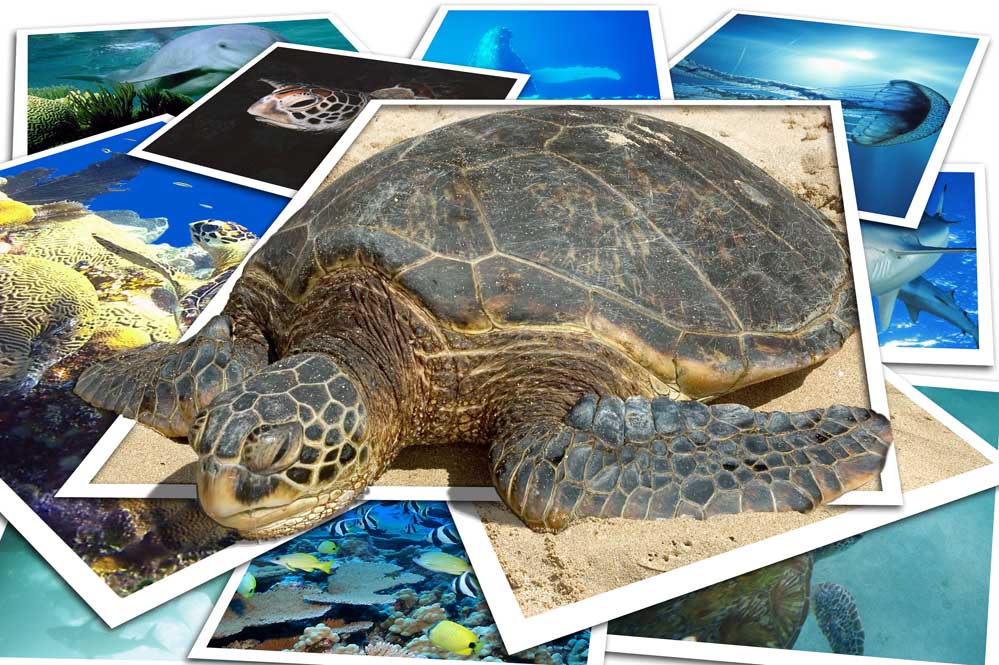 Design Photoshop par pykeman pour DesignCrowd (Community Contests) | Design #9018811