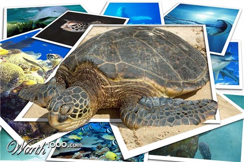 Photoshop Design by pykeman