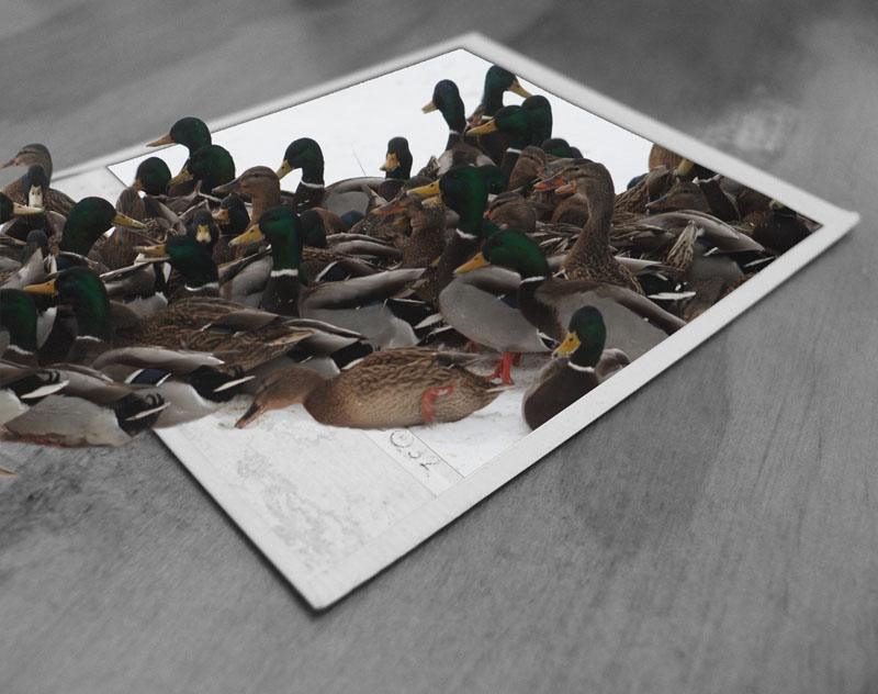 Design Photoshop par flipdakje pour DesignCrowd (Community Contests) | Design #9018816