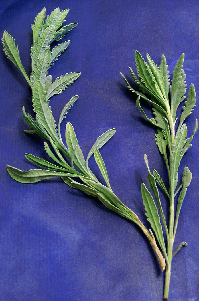 Photography by poisonyvy for DesignCrowd (Community Contests) | Design #9022852