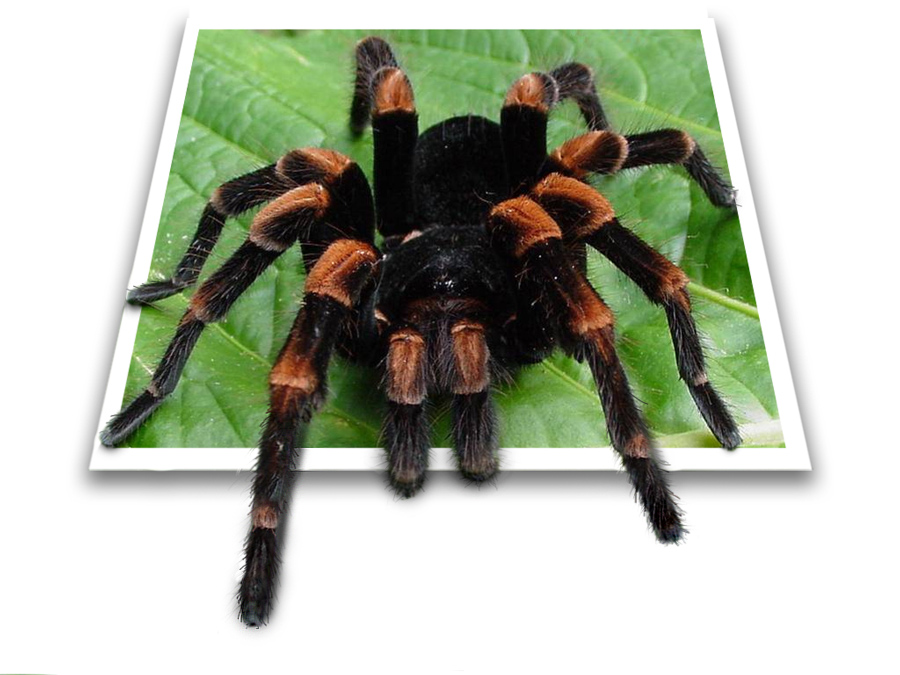 Photoshop Design by Supagray for DesignCrowd (Community Contests) | Design #9018887