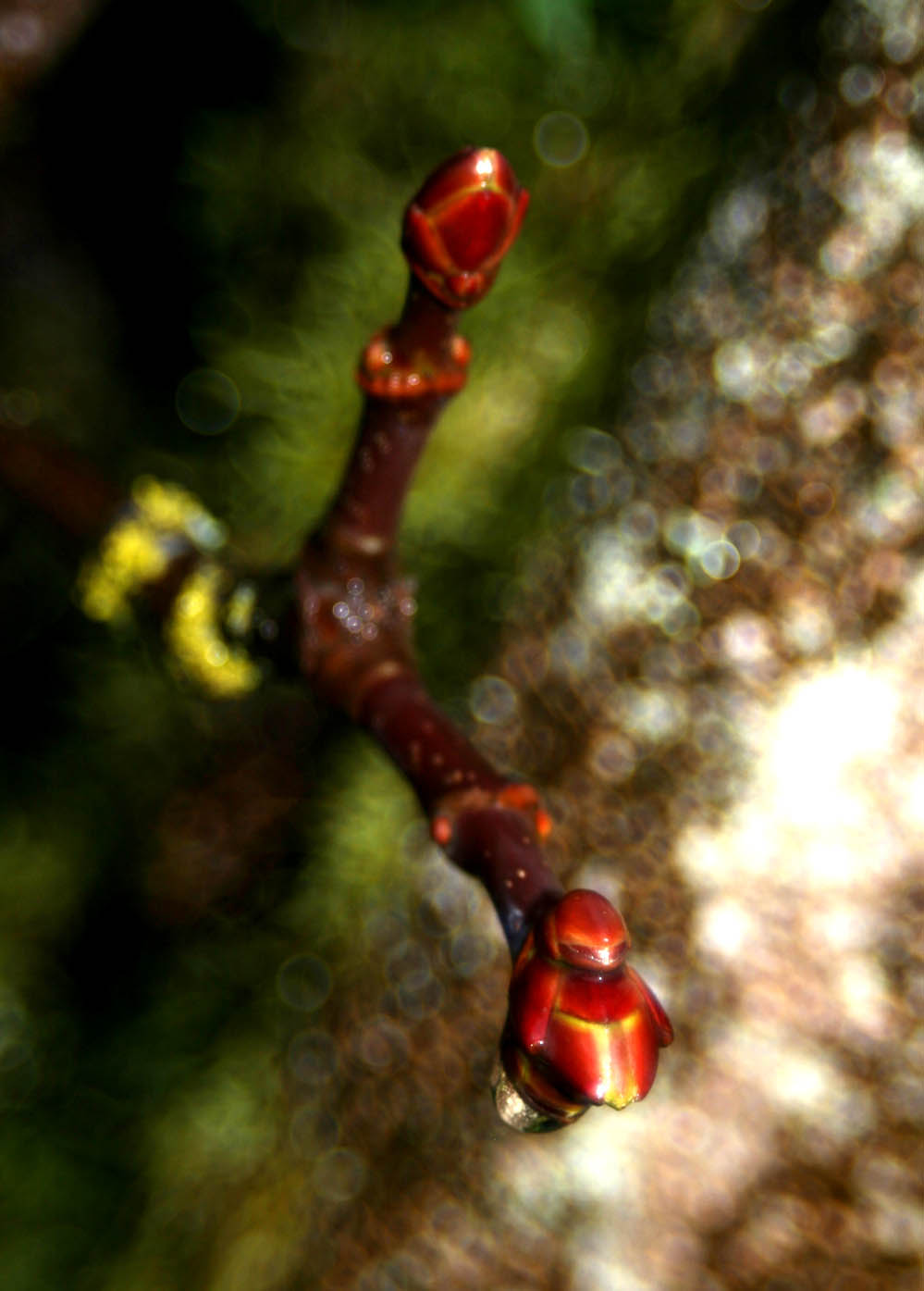 Photographie par pykeman pour DesignCrowd (Community Contests) | Design #9022882