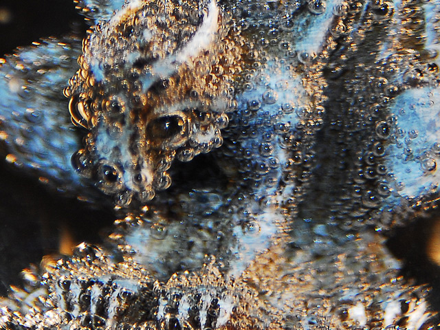 Photography by denileigh for DesignCrowd (Community Contests) | Design #9018851