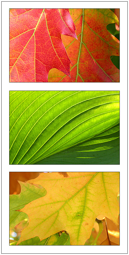 Photography by BBBastet for DesignCrowd (Community Contests) | Design #9026827