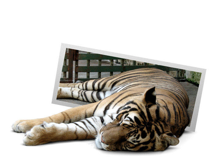 Photoshop Design by ahajnos for DesignCrowd (Community Contests) | Design #9018974