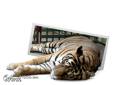 Photoshop Design by ahajnos