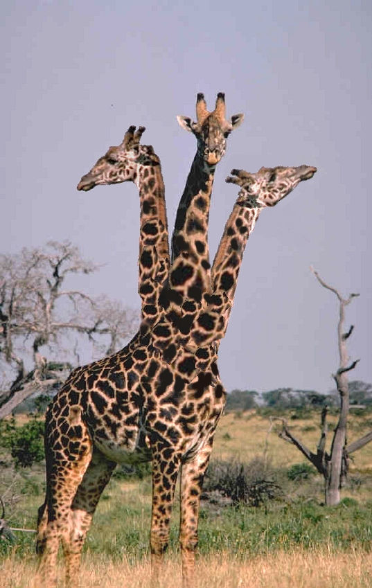 Photoshop Design by electriclights for DesignCrowd (Community Contests) | Design #9021571