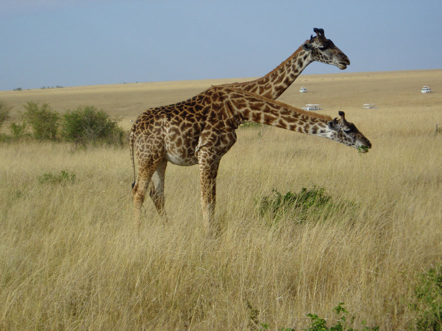 Photoshop-Design von doofus1981 für DesignCrowd (Community Contests) | Design #9021576