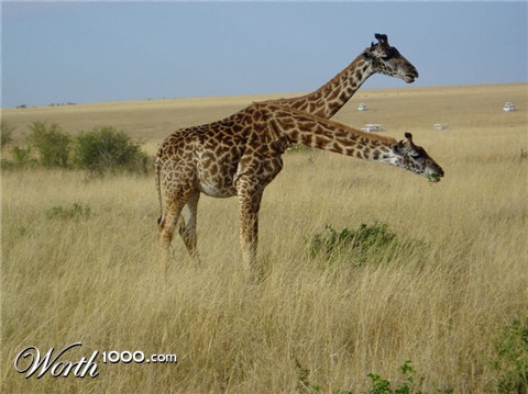 Photoshop Design by doofus1981