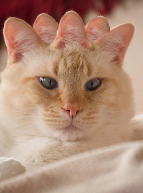 Photoshop-Design von RickLaMesa für DesignCrowd (Community Contests) | Design #9021579