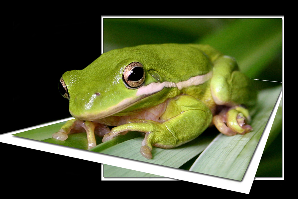 Photoshop Design by starrwalker for DesignCrowd (Community Contests) | Design #9018977