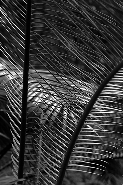 Photography by splong for DesignCrowd (Community Contests) | Design #9022876