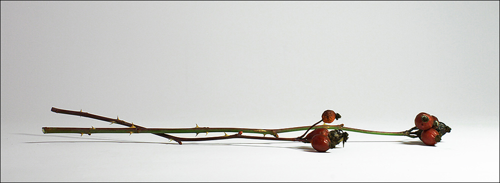 Photography by crimbil for DesignCrowd (Community Contests) | Design #9022941
