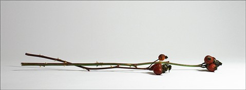 Photography by crimbil