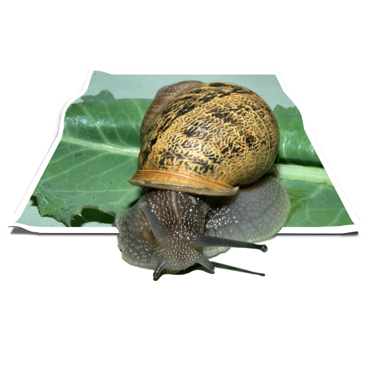 Diseño de Photoshop por rblack para DesignCrowd (Community Contests) | Diseño #9019181