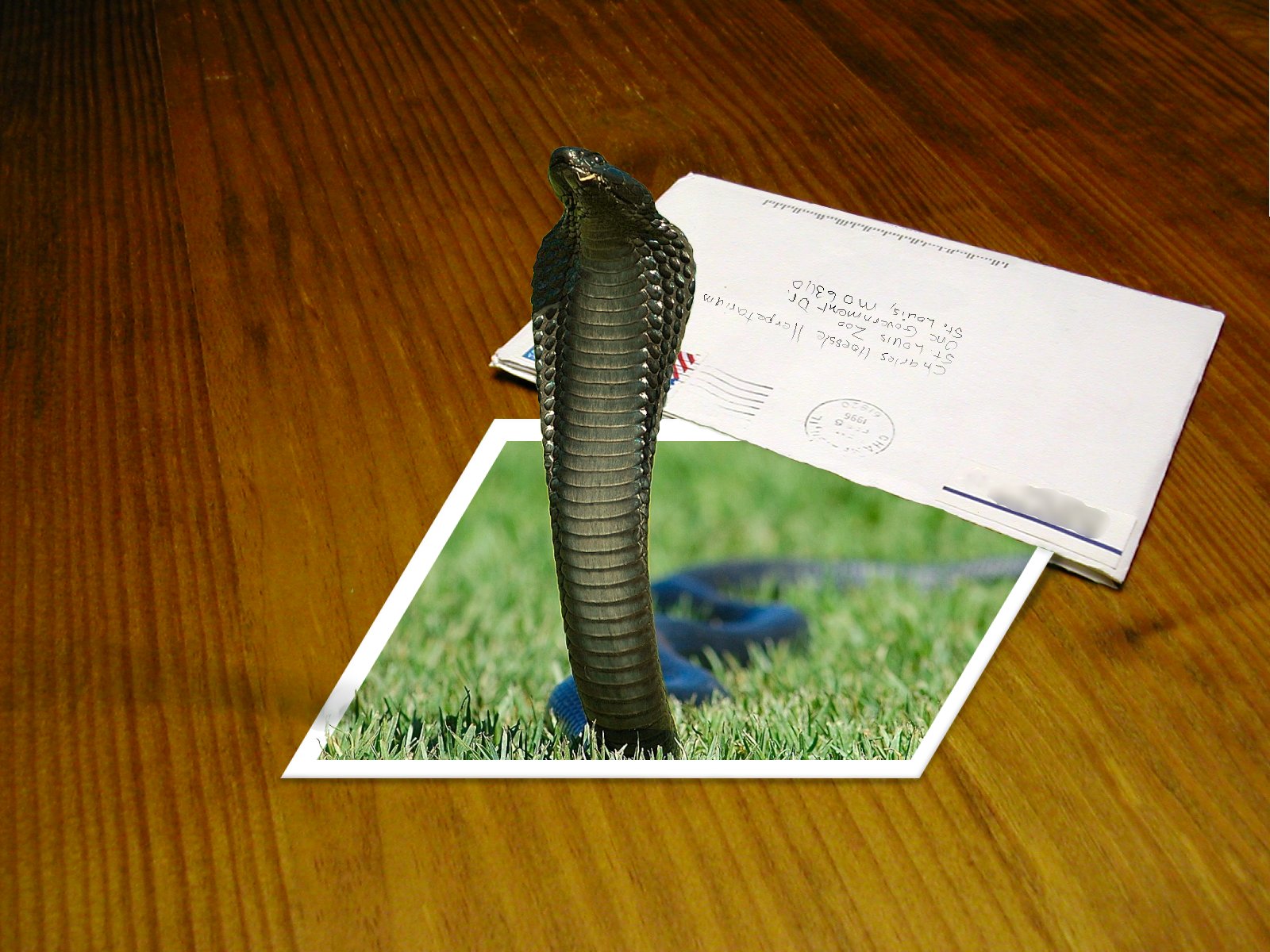 Diseño de Photoshop por kibbitzmom para DesignCrowd (Community Contests) | Diseño #9019079