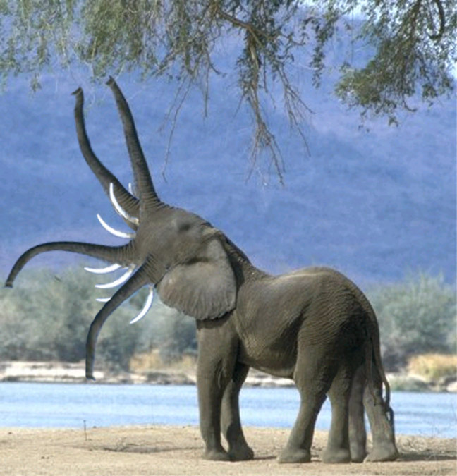 Photoshop Design by PeterAAAWelch for DesignCrowd (Community Contests) | Design #9021658