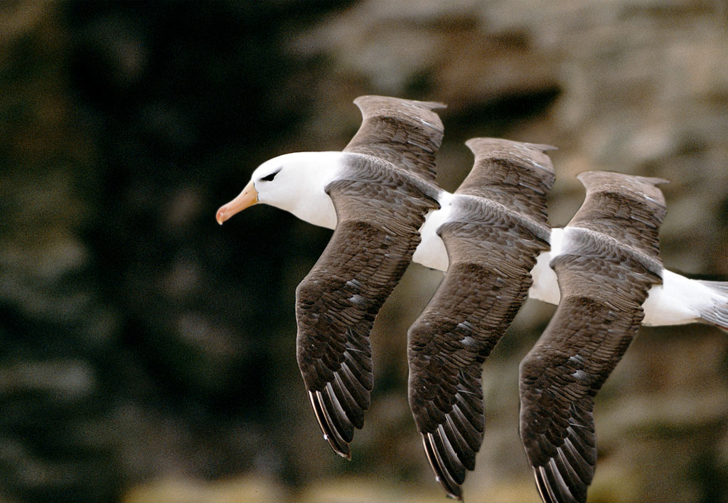 Diseño de Photoshop por bazza99 para DesignCrowd (Community Contests) | Diseño #9021672