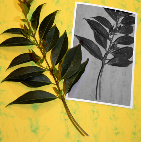 Photography by theheckler for DesignCrowd (Community Contests) | Design #9022935