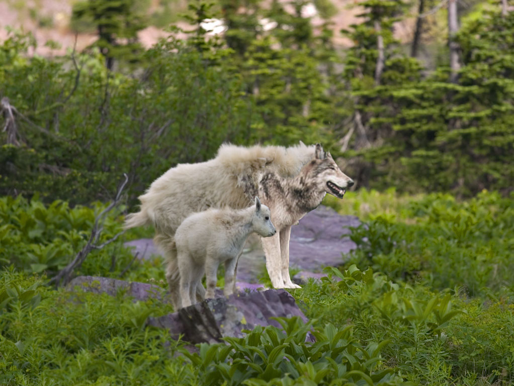 Diseño de Photoshop por bazza99 para DesignCrowd (Community Contests) | Diseño #9022621