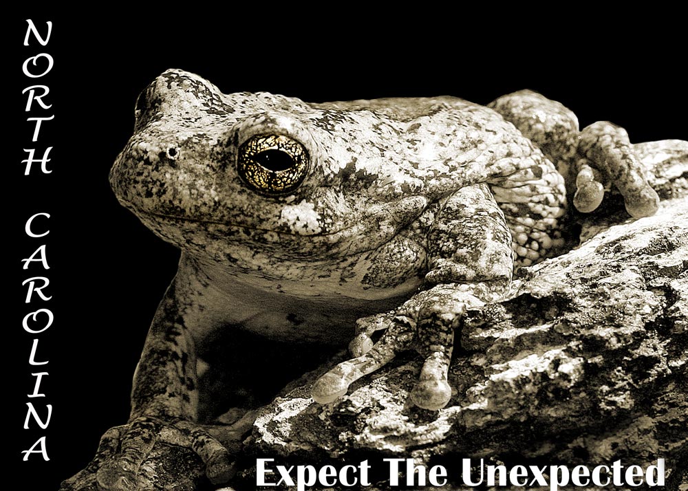 Photography by starrwalker for DesignCrowd (Community Contests) | Design #9018602