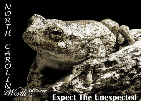 Photography by starrwalker